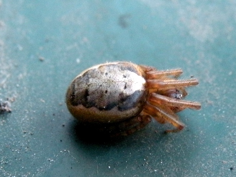 Zygiella sp.